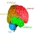 آناتومی کامل مغز انسان