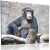 شامپانزه نزدیکترین و شبیه ترین (شباهت) حیوان به انسان