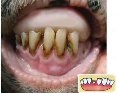 سن دام بین 10 تا 11 سال است (دندان شكسته و كم دندان).