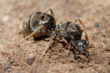 ملکه مورچه های گوشت خوار بارور در حال حفاری 