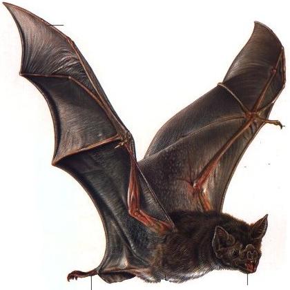 خفاش / Bat
