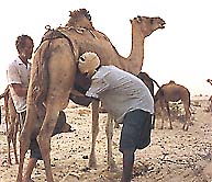شتر / Camel