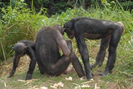 بونوبو یا شامپانزه کوتوله