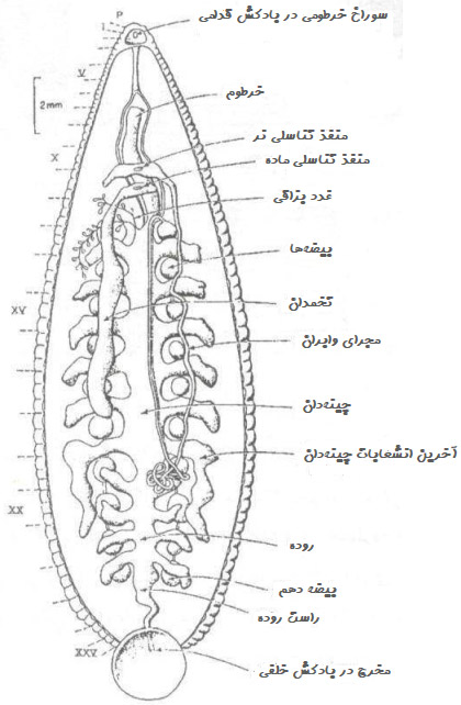 بخش‌های مختلف بدن زالو (آناتومی)