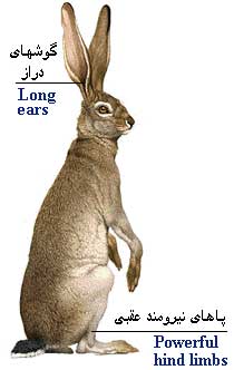 خرگوش گوش دراز