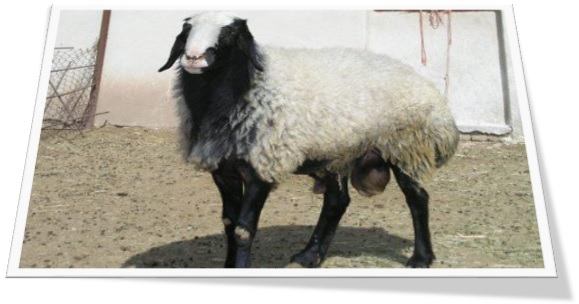 تصویری از یک گوسفند ایرانی - کردی