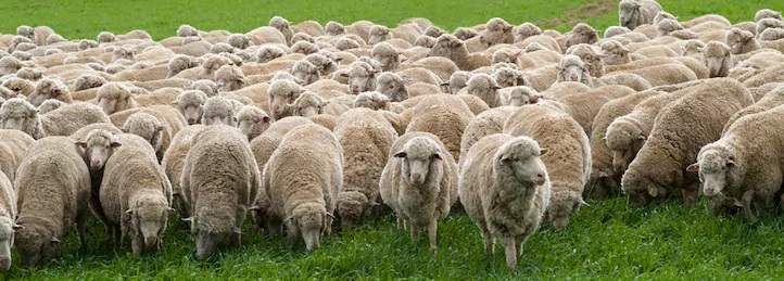یک گله از گوسفندان مرینوس در چراگاهی در استرالیا