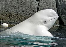 نهنگ سفید یا نهنگ بلوگا