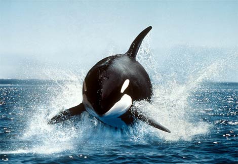 نهنگ بزرگترین پستاندار