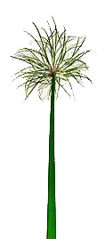 گیاه پاپیروس نیل