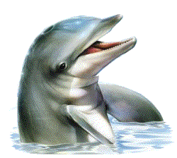 دلفین زیبا