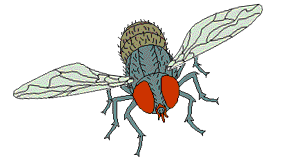 عکس انیمیشن حشرات