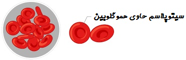 گلبول قرمز خون