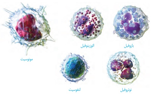اتواع سلولهای خونی سفید