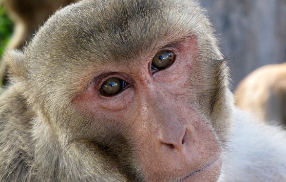 میمون رزوس  میمونی بـه نام رزوس Rhesus