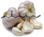 سیر در پیشگیری سرطان سیر در پیشگیری و کمک به درمان سرطان