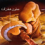 معجزات علمی قرآن در مورد مراحل شکل گیری جنین