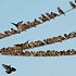 پرندگان روی کابل